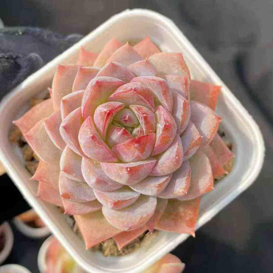 360932 Echeveria Pastel Bloom (5.5cm pot size)