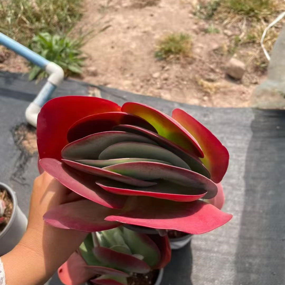 360223 Echeveria Kalanchoe Thyrsifolia (12cm pot size)