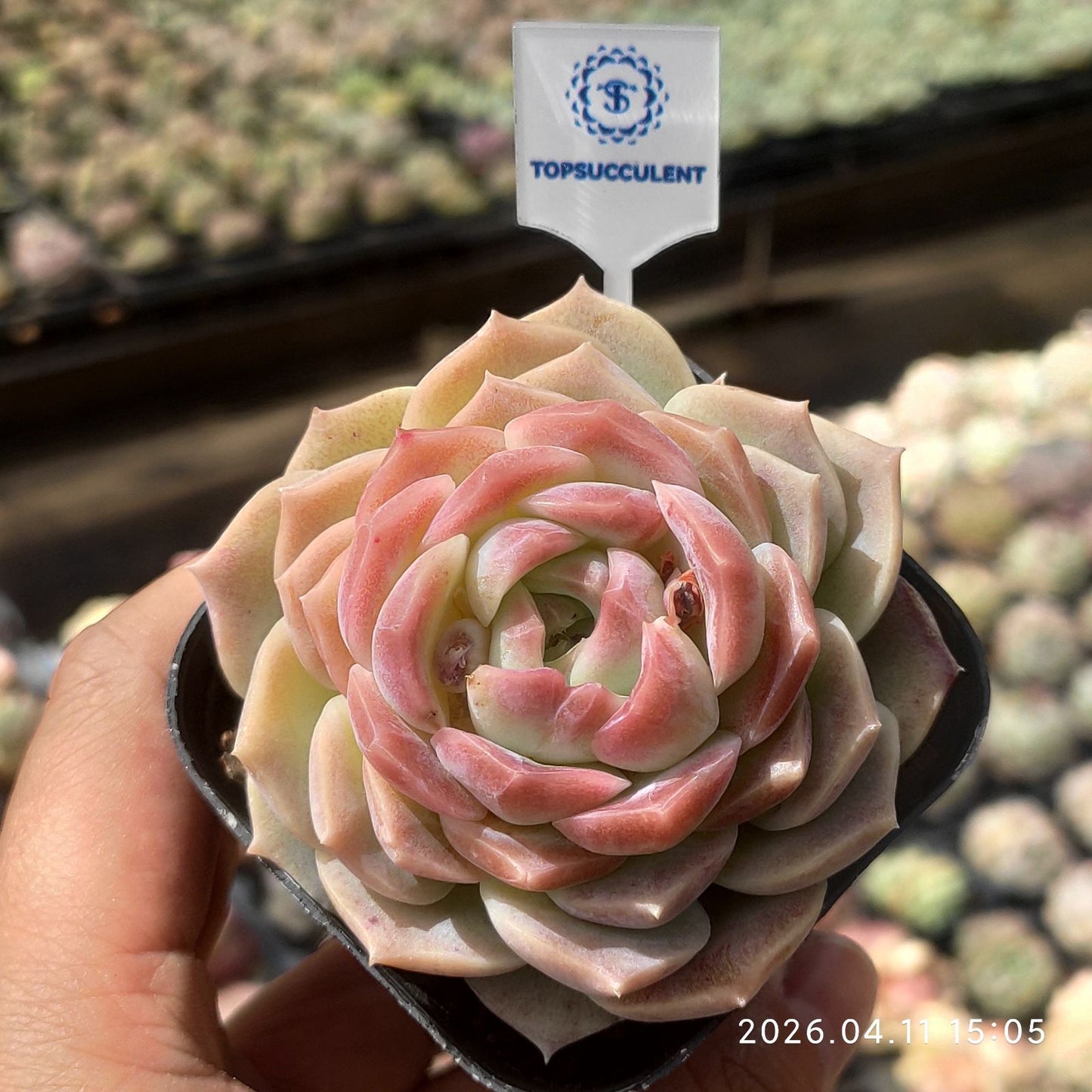 361475 Echeveria Dreams & Bubbles (6.5cm pot size)