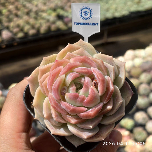 361475 Echeveria Dreams & Bubbles (6.5cm pot size)