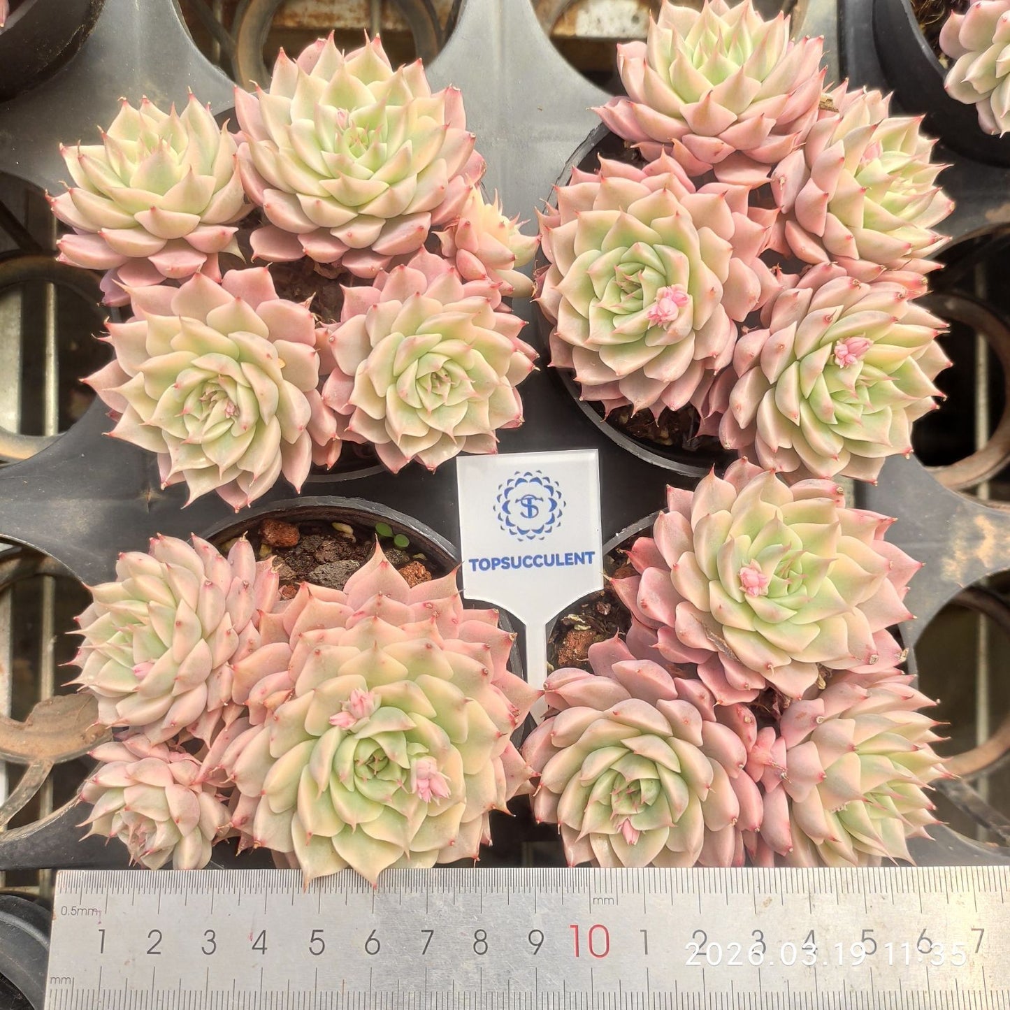 360592 Echeveria Magarette Variegated (9cm pot size)
