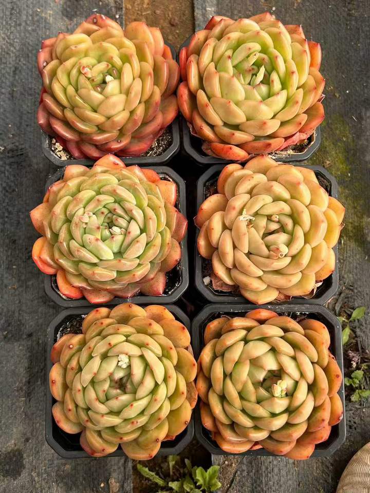 264142 Echeveria Luna (9cm pot size)