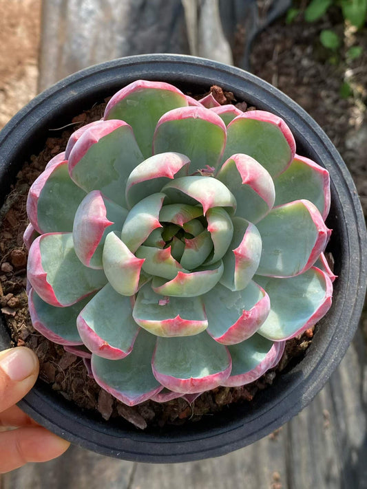 361840 Echeveria Casio (16cm pot size)