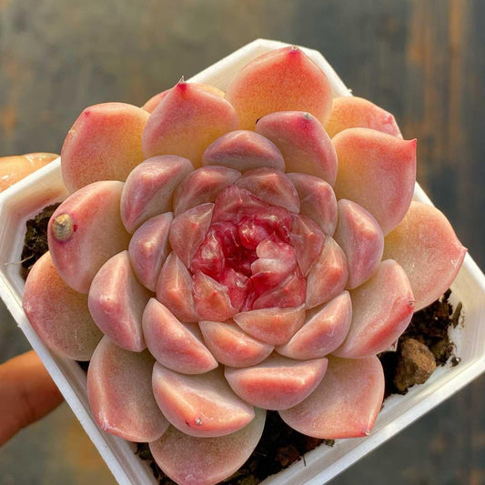 361112 Echeveria Ice Spirit (7cm pot size)