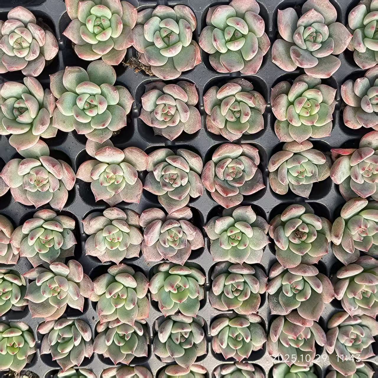 21710 Echeveria Love Birds Hyb (3cm pot size)