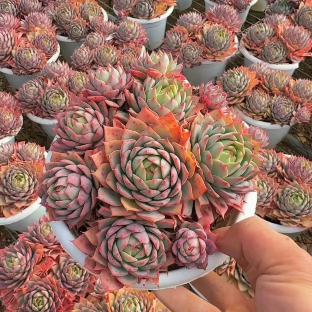 23396 Echeveria Lyndsiana (15cm pot size)