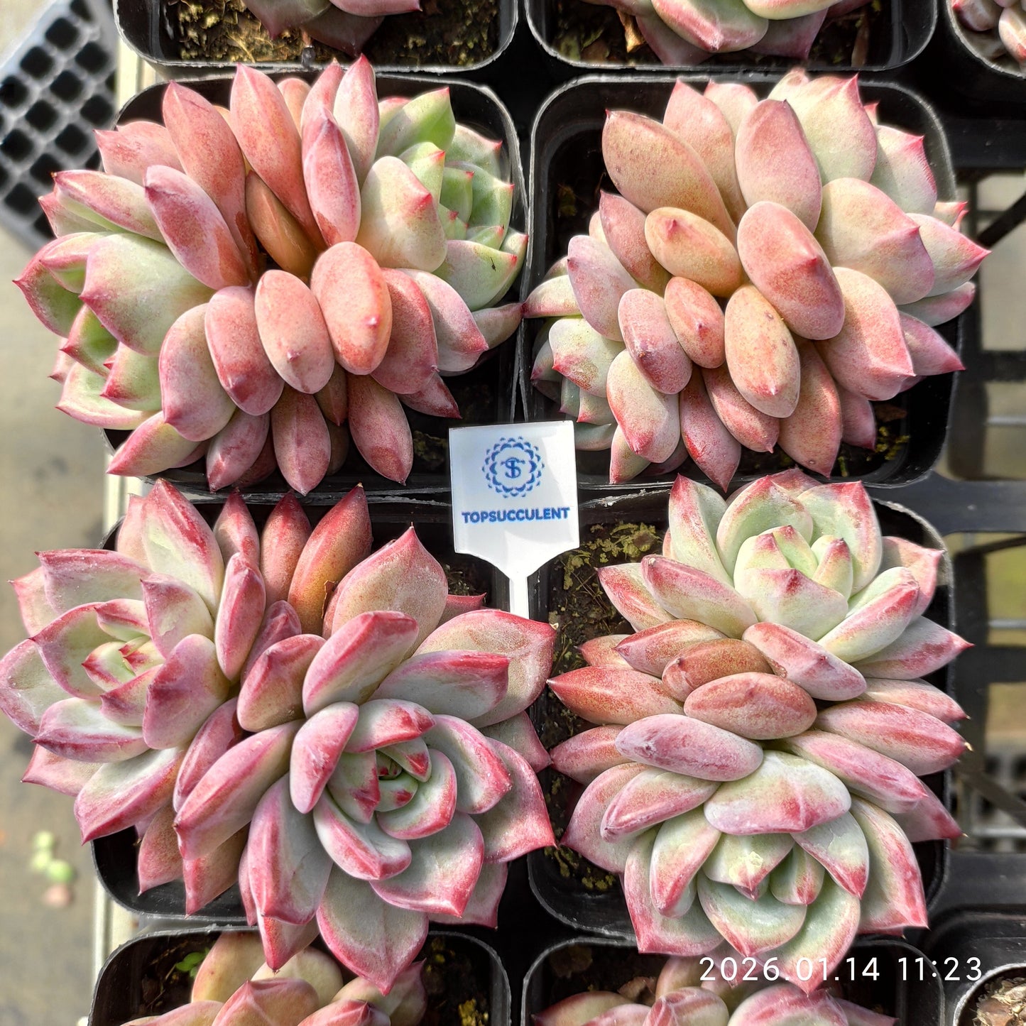 24705 Echeveria Dare Devil (7cm pot size)