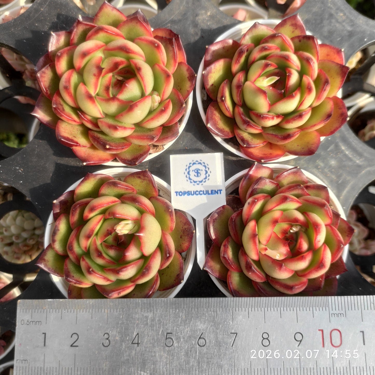 3009 Echeveria Red Moran (5.5cm pot size)