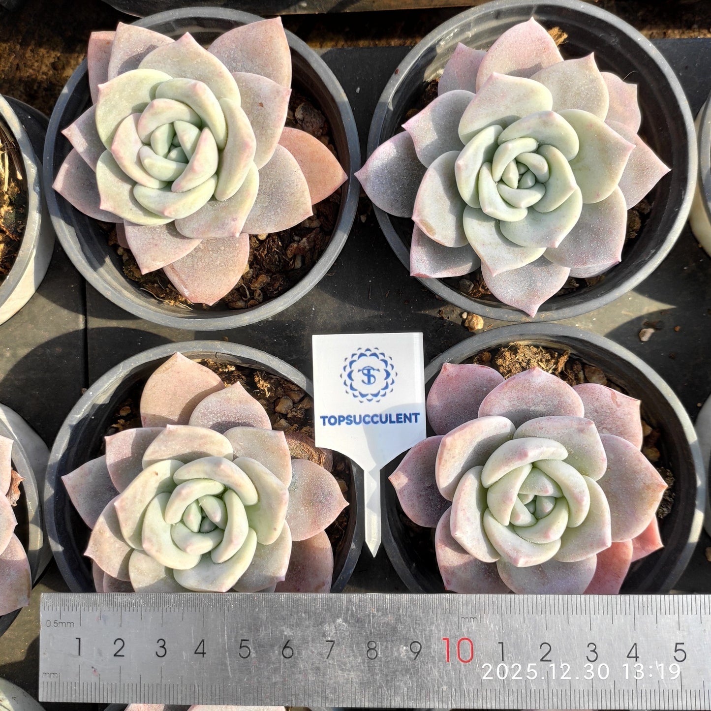 12225 Echeveria Sakura Snow (9cm pot size)