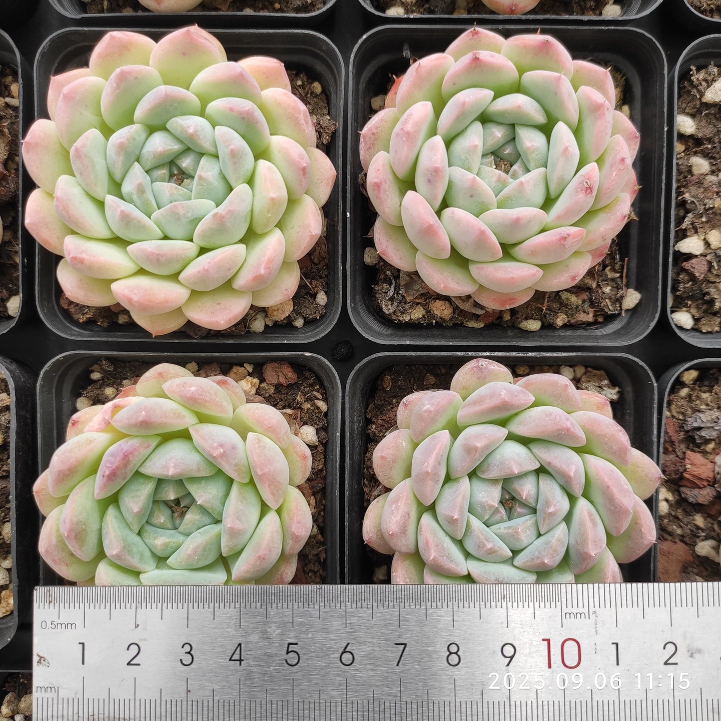 18925 Echeveria Ice Spirit Hyb (7cm pot size)