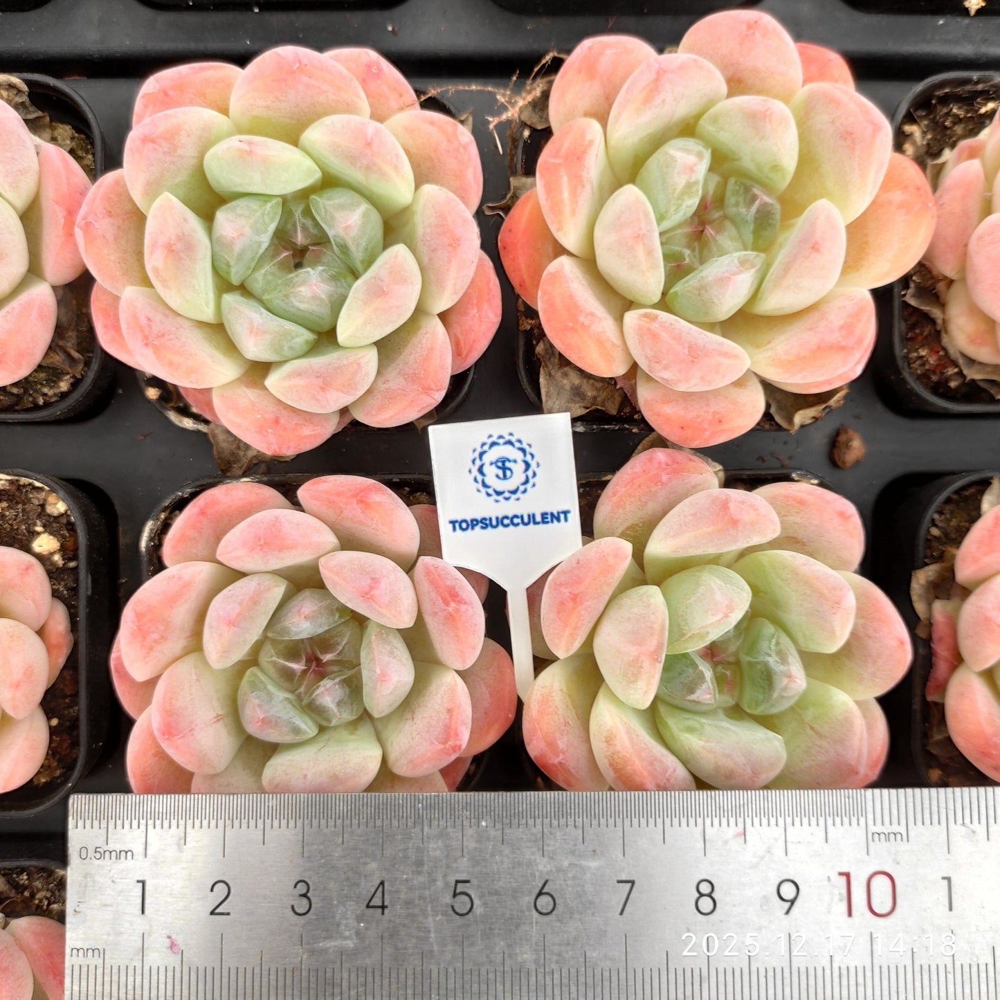 23781 Echeveria Spark Snow Hyb (5.5cm pot size)