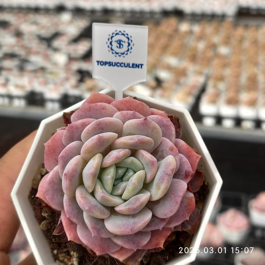17305 Echeveria Caramel (7cm pot size)