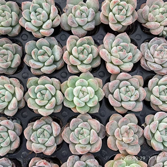 21704 Echeveria Glaze Afterglow (3cm pot size)