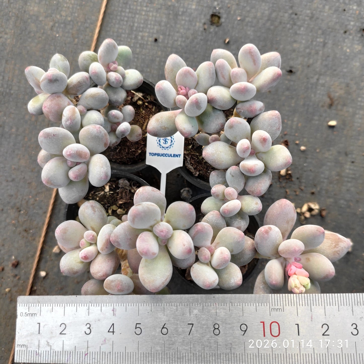 22496 Echeveria Apple (5.5cm pot size)