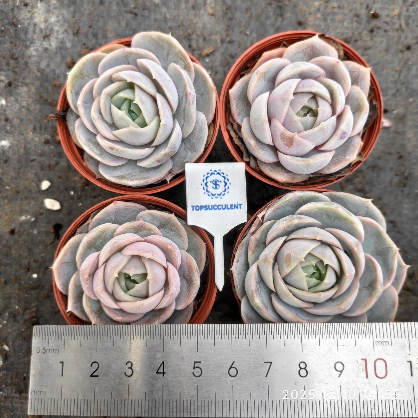 23343 Echeveria Blue Surprise (5.5cm pot size)