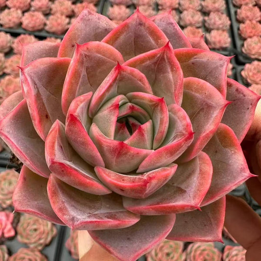 21974 Echeveria Princess Iron Fan (7cm pot size)