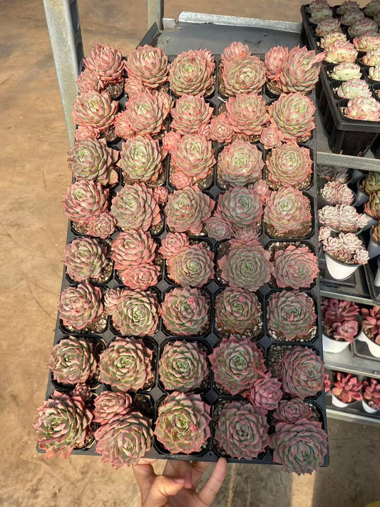 20712 Echeveria Lyndsiana (6.3cm pot size)