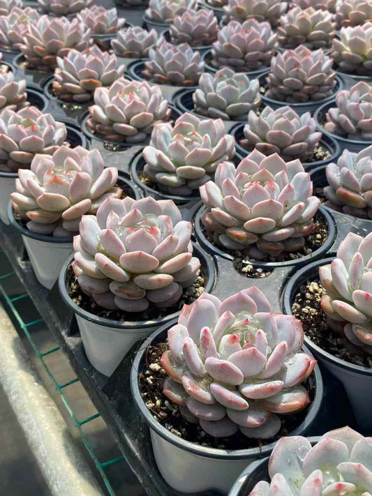 6783 Echeveria Jade Monroe (9cm pot size)