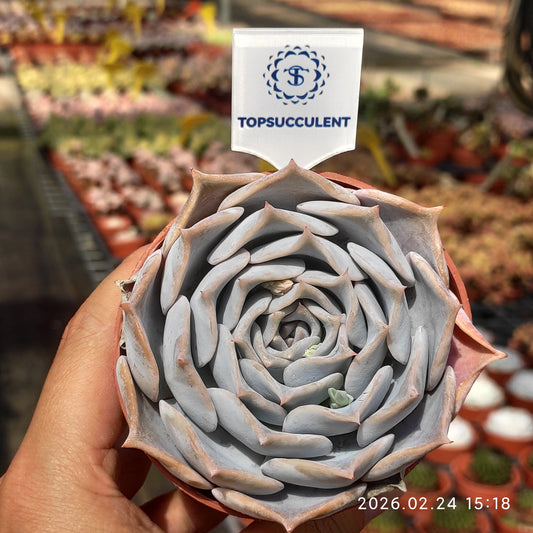 19203 Echeveria Lucina (9cm pot size)