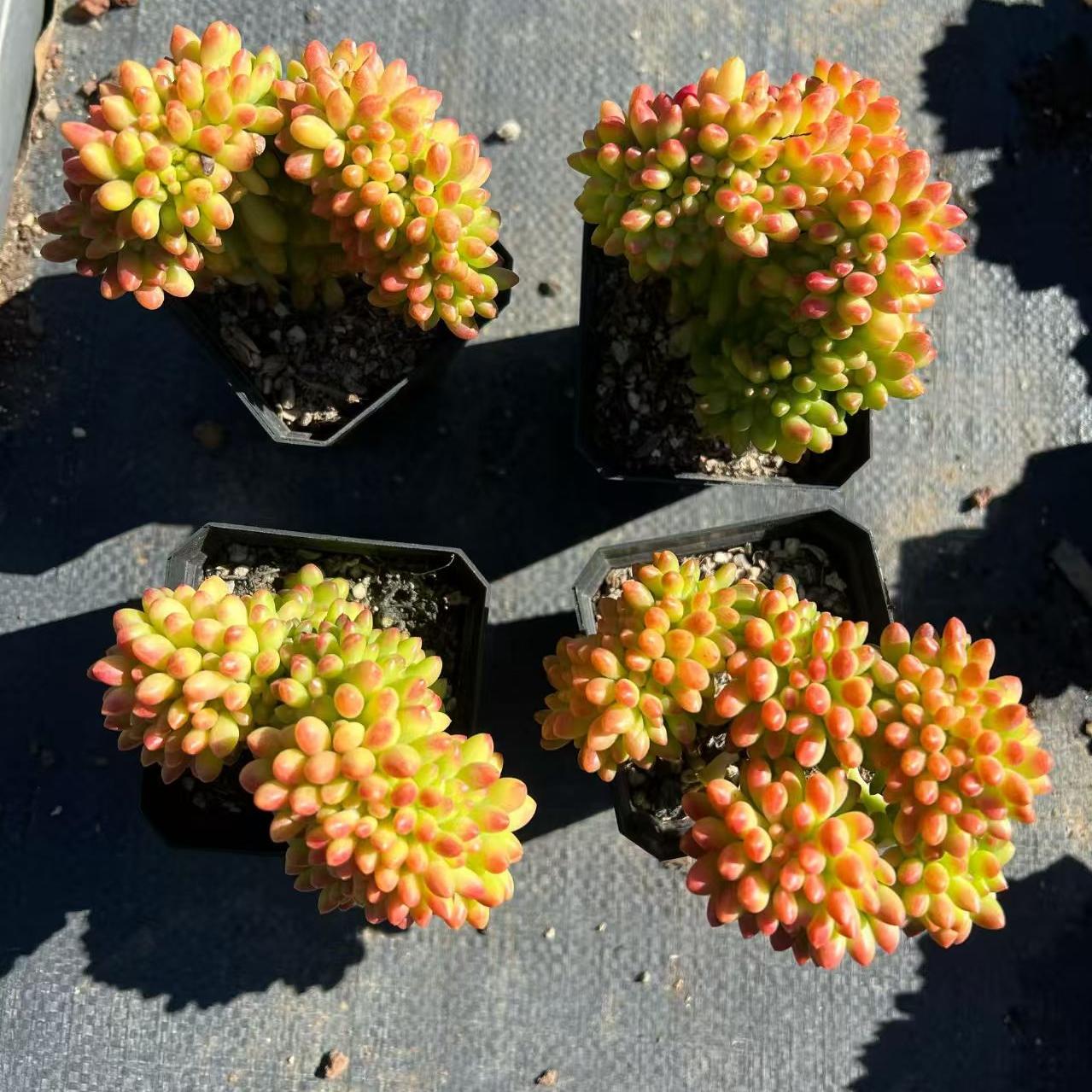 25166 Sedum 'Alice Evans' Cristata (7cm pot size)