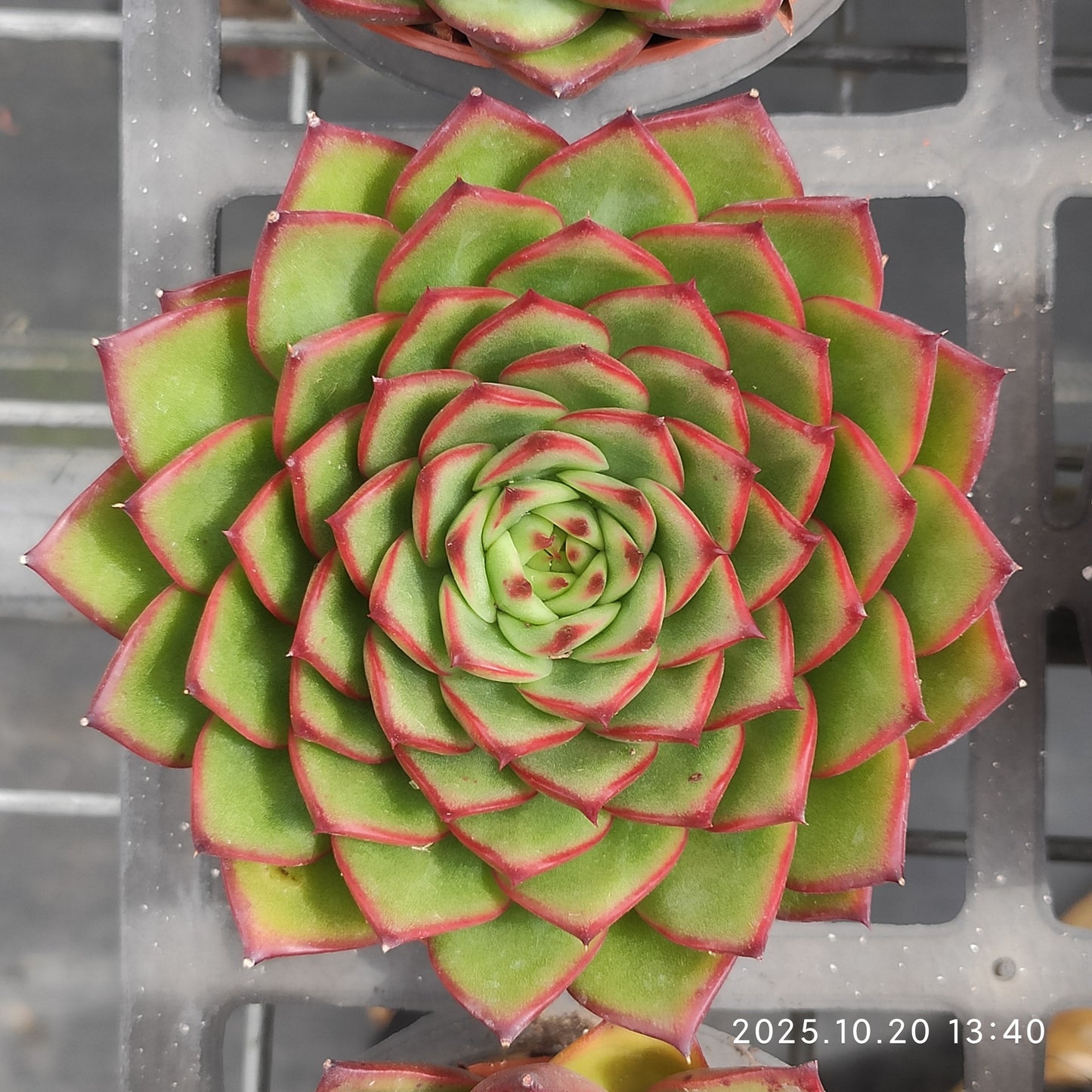11728 Echeveria Amabille Hyb (9cm pot size)