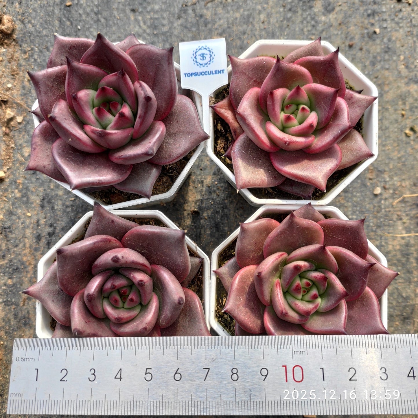 23533 Echeveria Blood Romeo (7cm pot size)