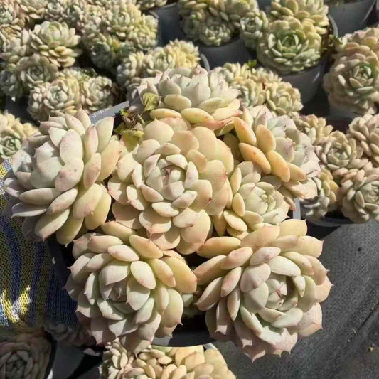 23401 Echeveria Derenbergi (12cm pot size)