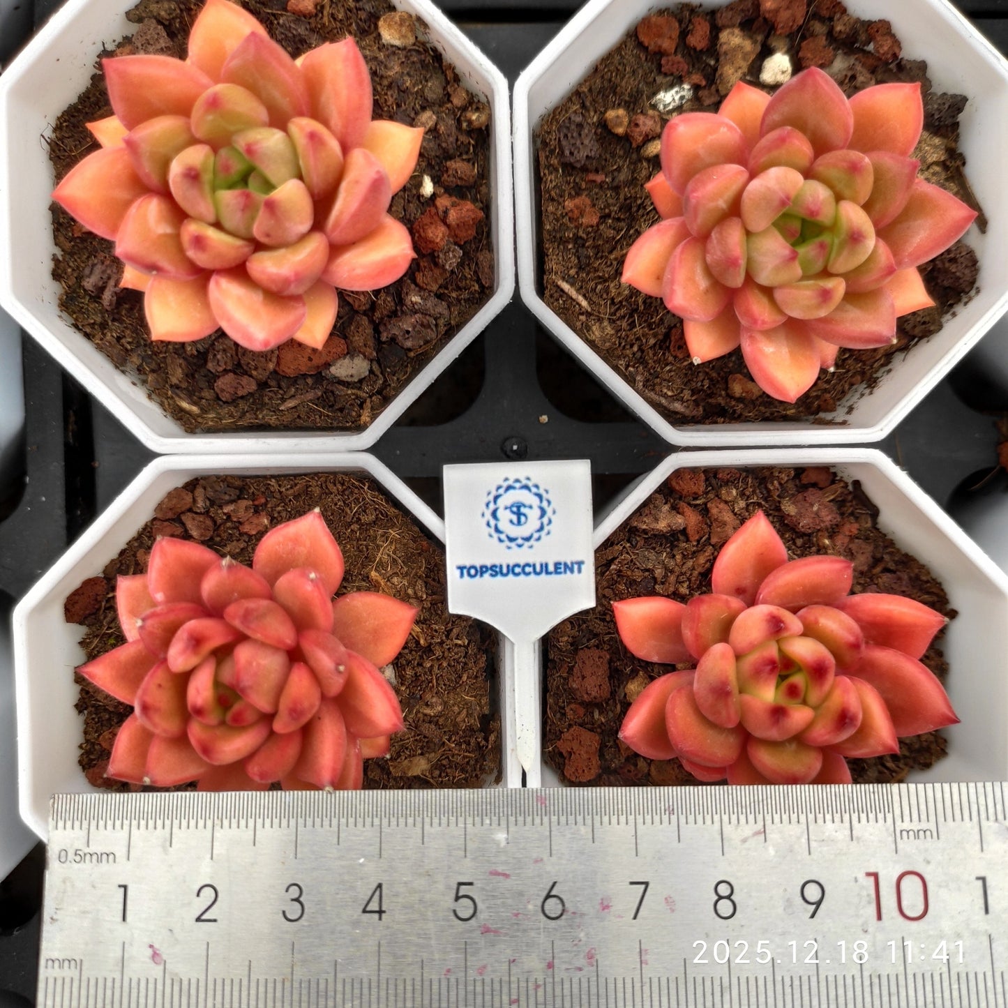 19091 Echeveria Red Wine (7cm pot size)