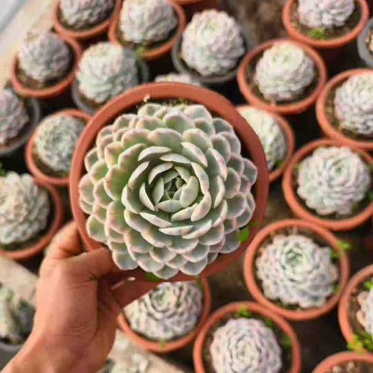 23931 Echeveria Snow Ball Variegated (23cm pot size)