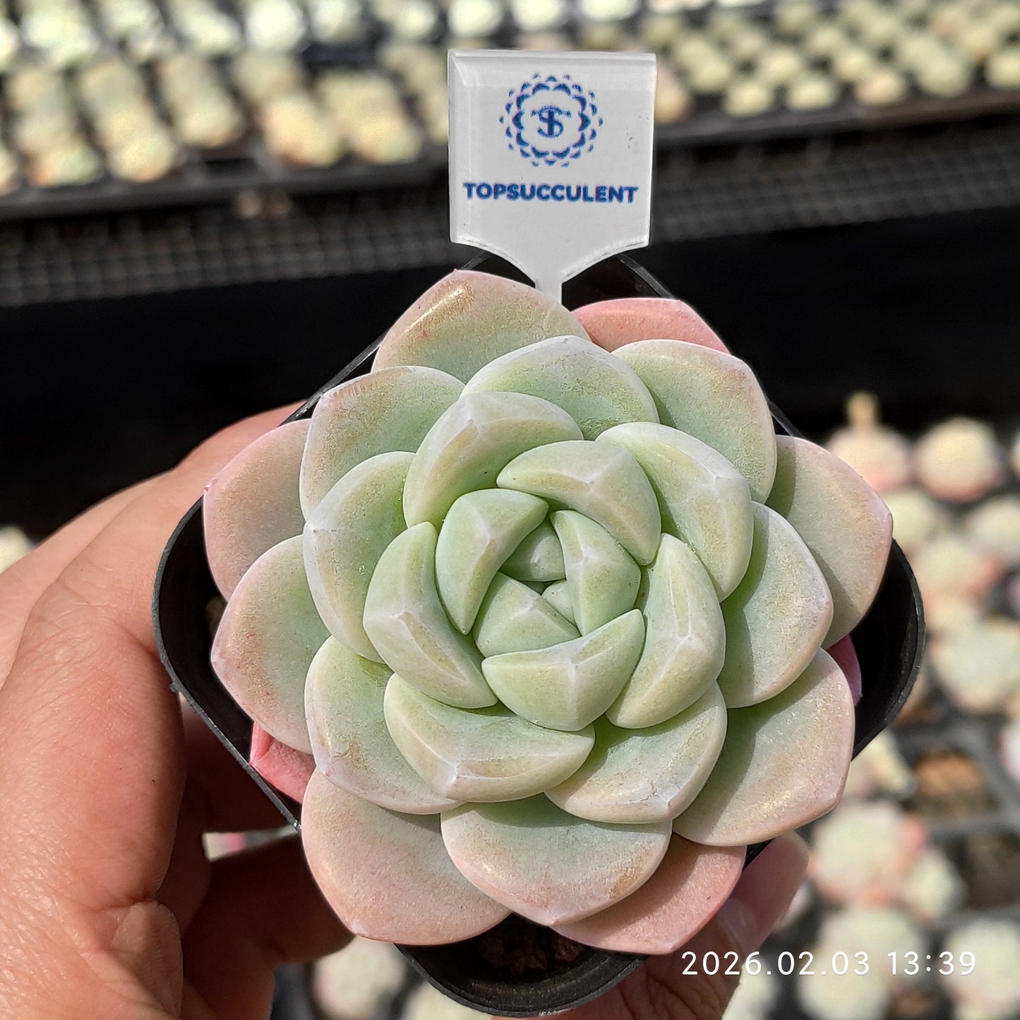 25645 Echeveria Ice Green (6.5cm pot size)