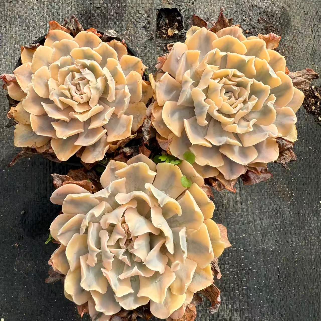 23361 Echeveria Liberia Variegated (11cm pot size)