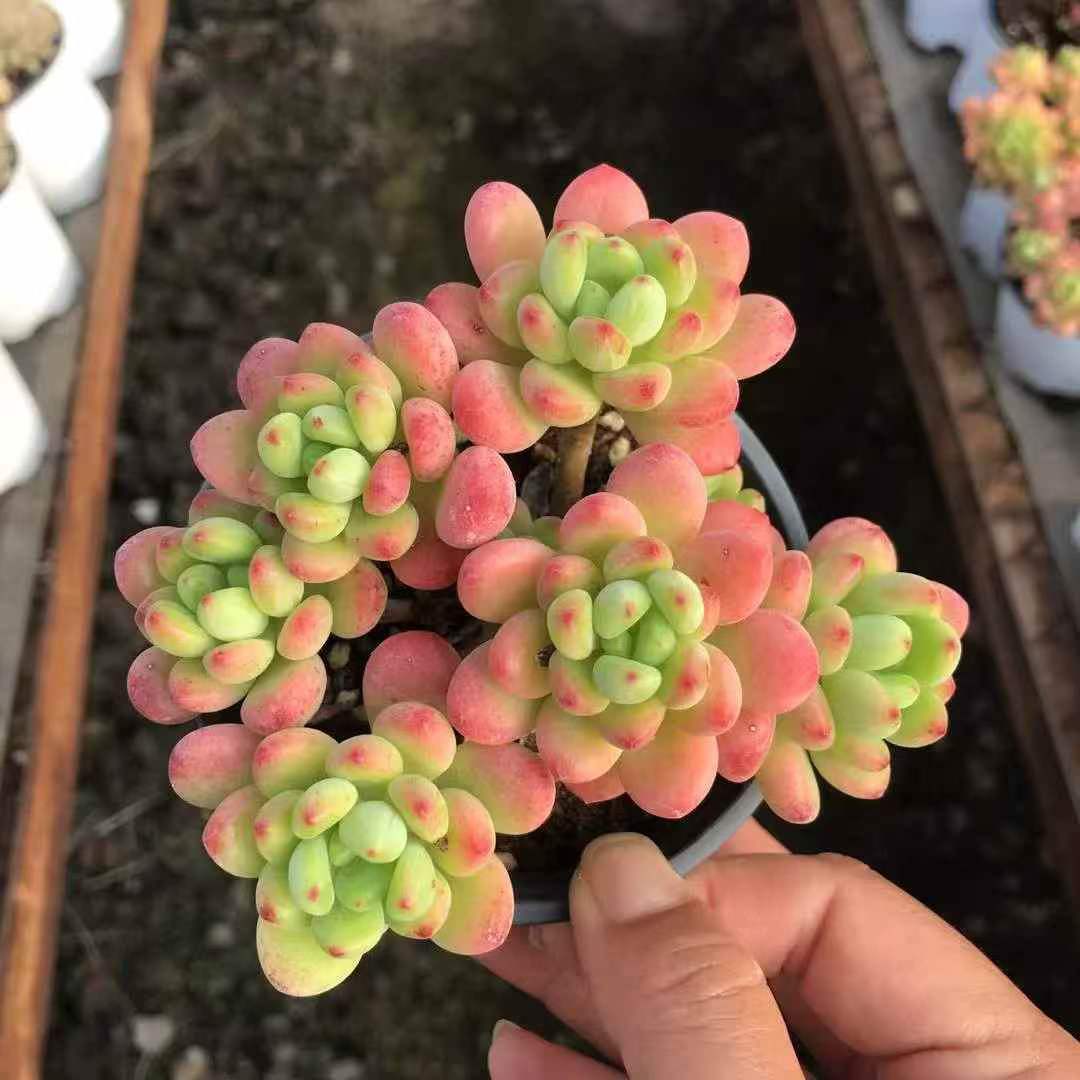 264041 Echeveria Lemon Variegated (9cm pot size)