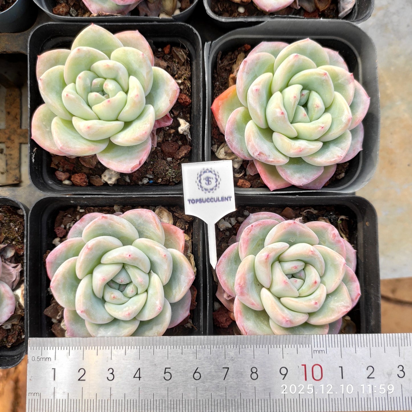 15486 Echeveria Amabille (7cm pot size)