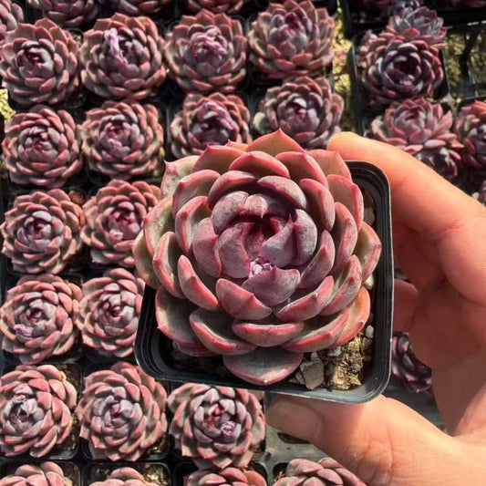 24962 Echeveria Cheese Blueberry (7cm pot size)