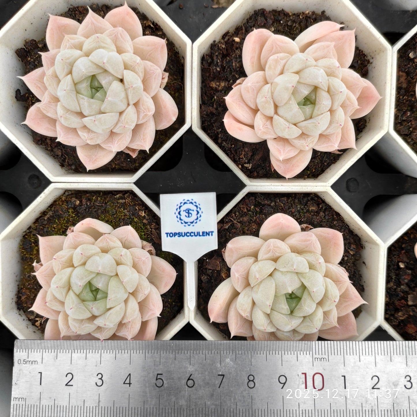 11688 Echeveria Glacier (7cm pot size)