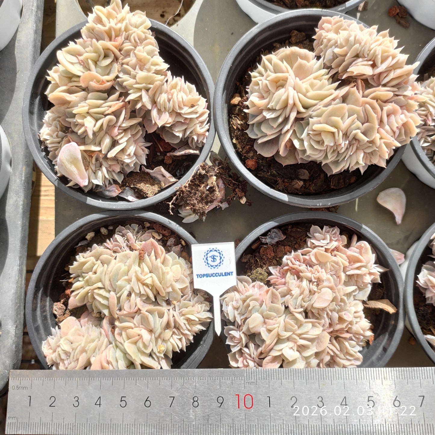 25614 Echeveria Blue Surprise Cristata (9cm pot size)