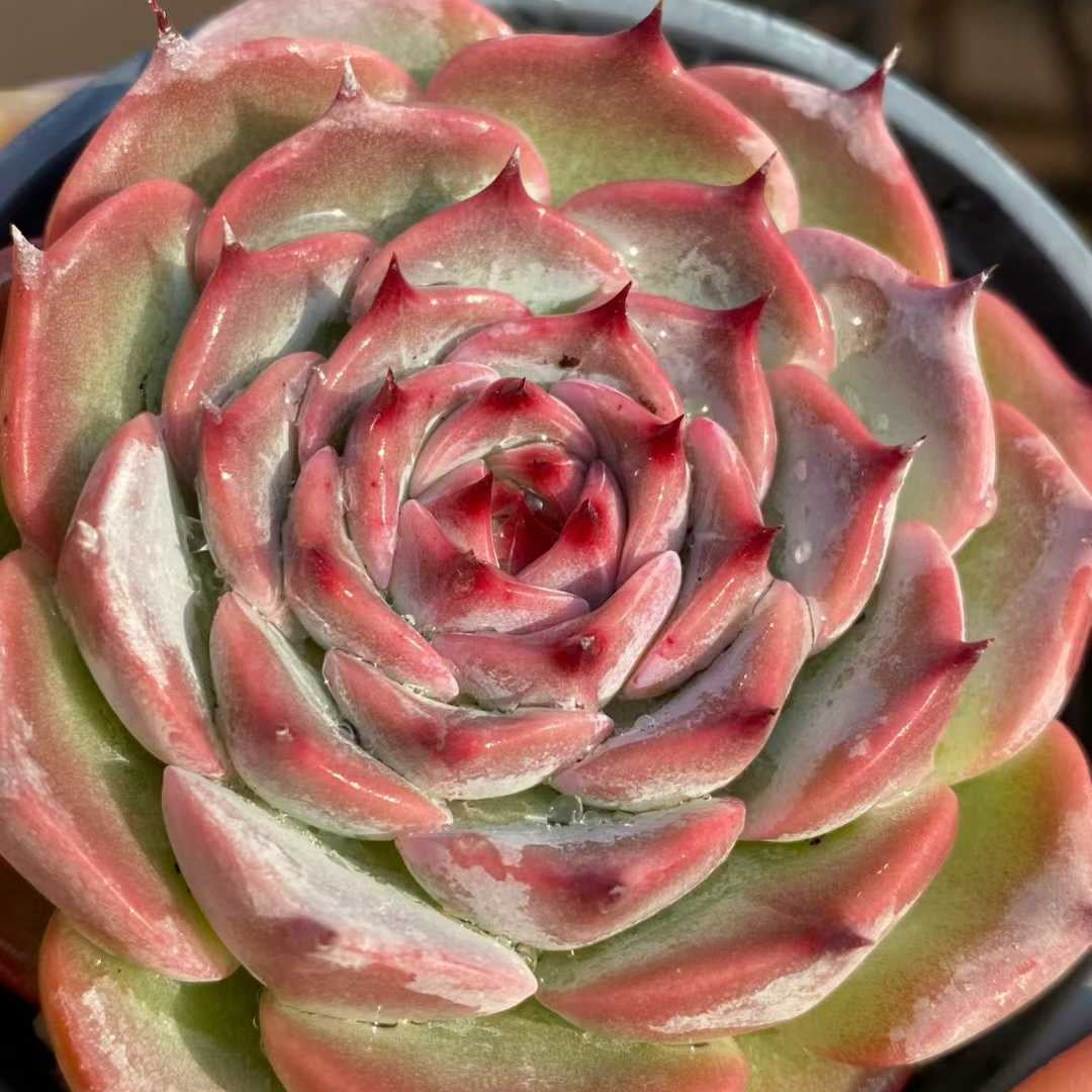 24831 Echeveria Oscar (9cm pot size)