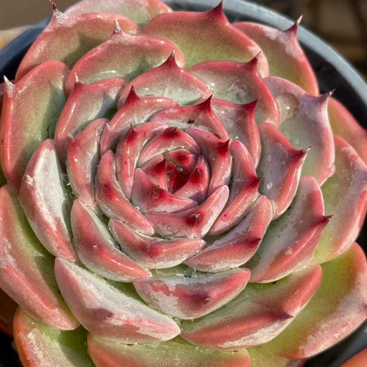 24831 Echeveria Oscar (9cm pot size)