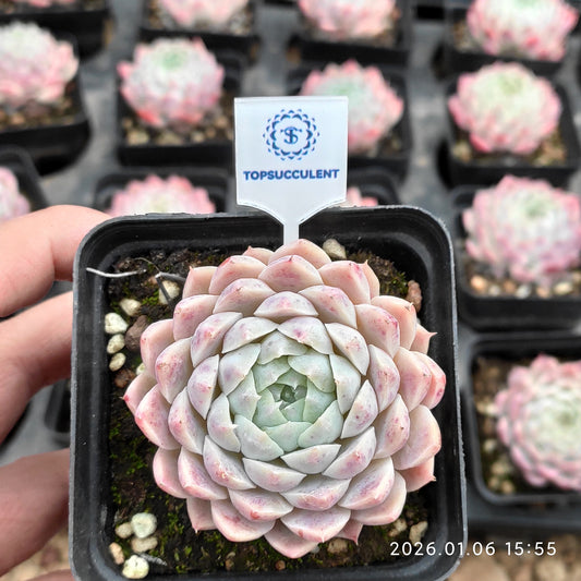 18907 Echeveria Cabela (7cm pot size)