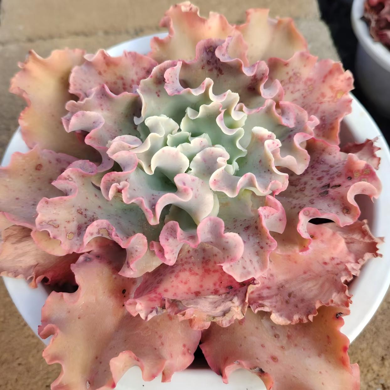22659 Echeveria Meridian (15cm pot size)