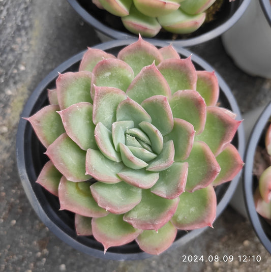 QN620 Echeveria Elegance Hyb