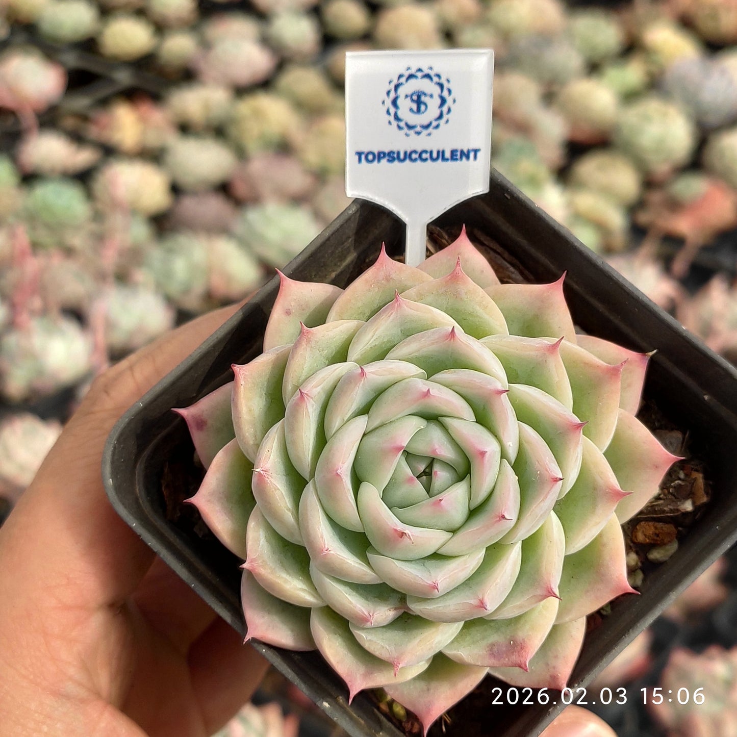 25689 Echeveria Pink Crystal Rose (7cm pot size)