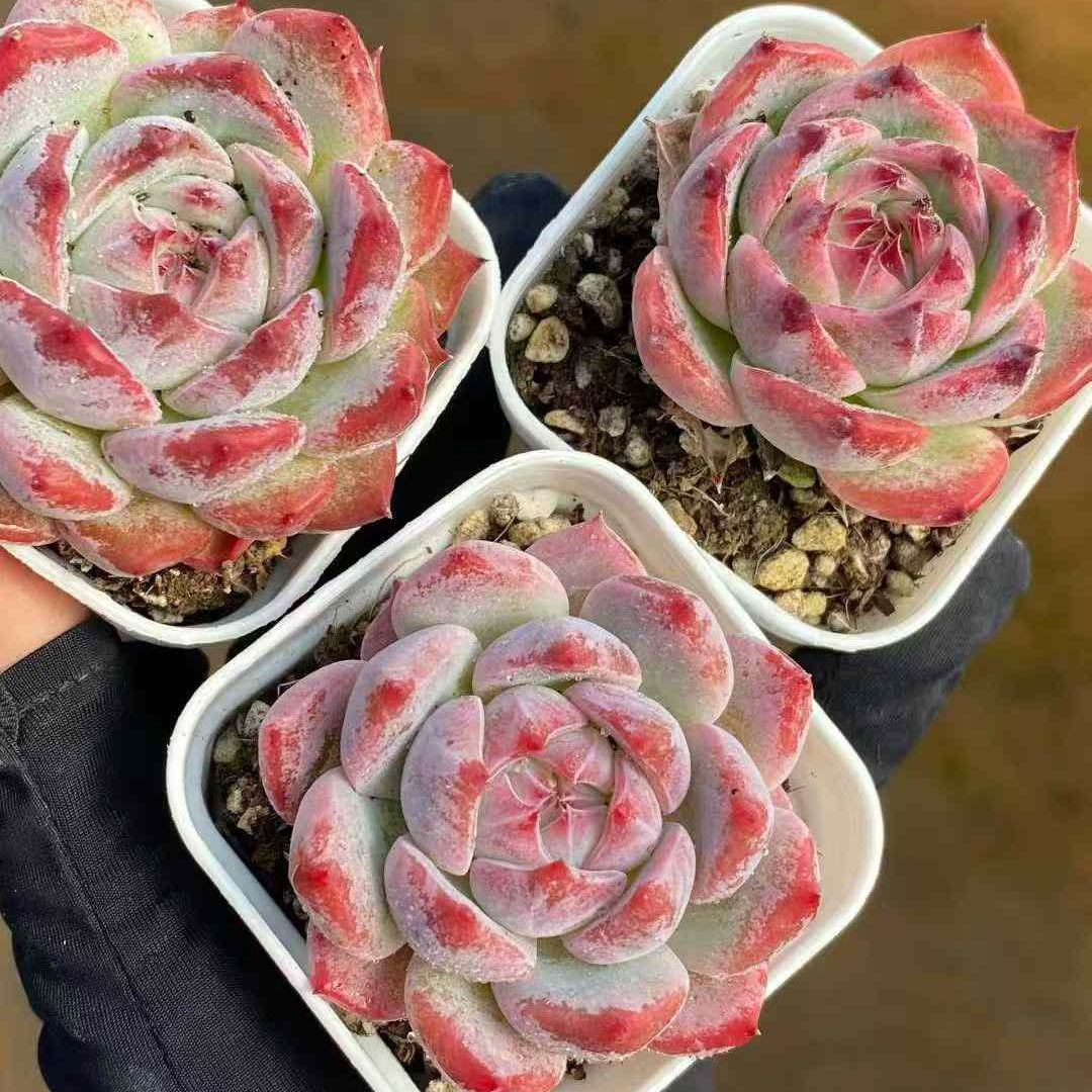 22735 Echeveria Monroe Hyb (5.5cm pot size)