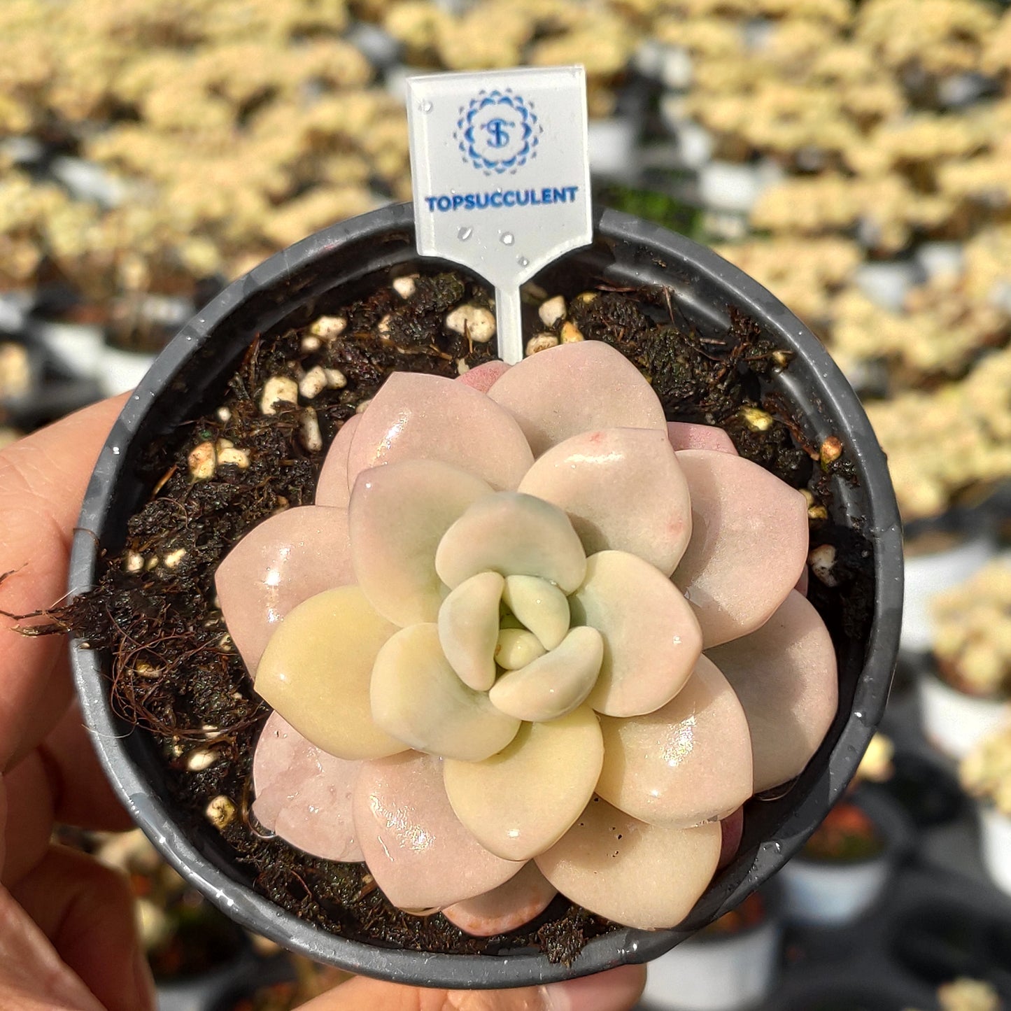 24515 Echeveria Legend Variegated (9cm pot size)