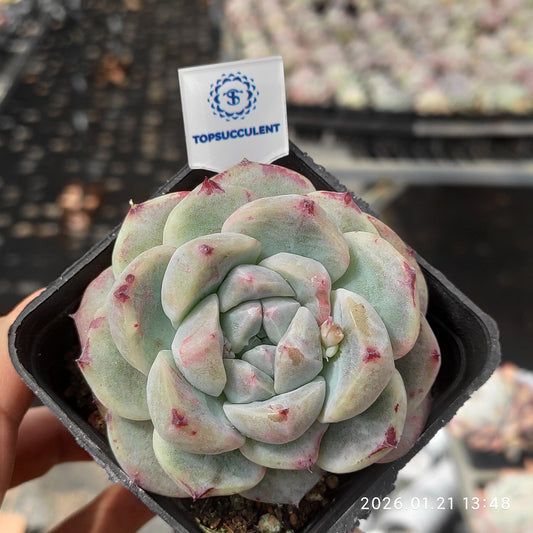 19314 Echeveria Ice Mound (7cm pot size)