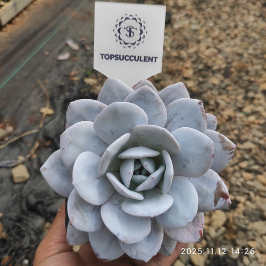 15021 Echeveria Laui (12cm pot size)