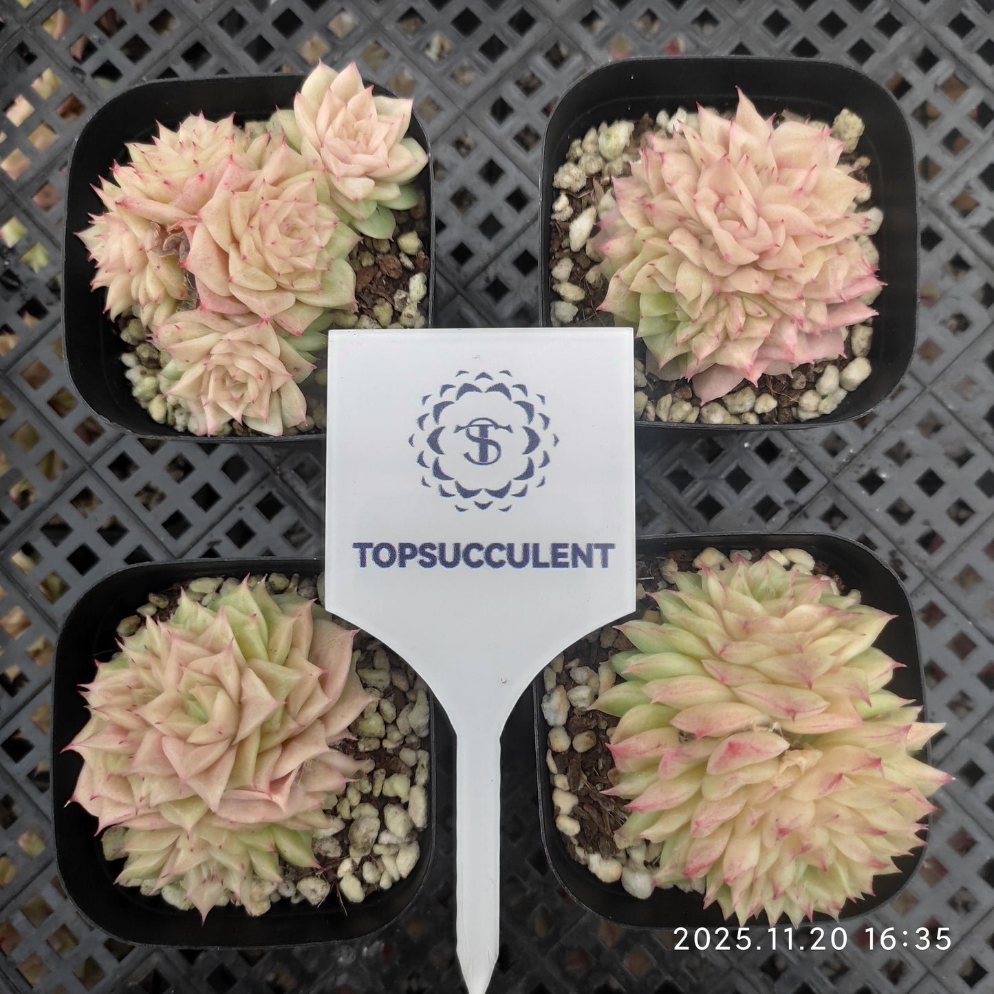 21937 Echeveria Rose Malgan (6.3cm pot size)