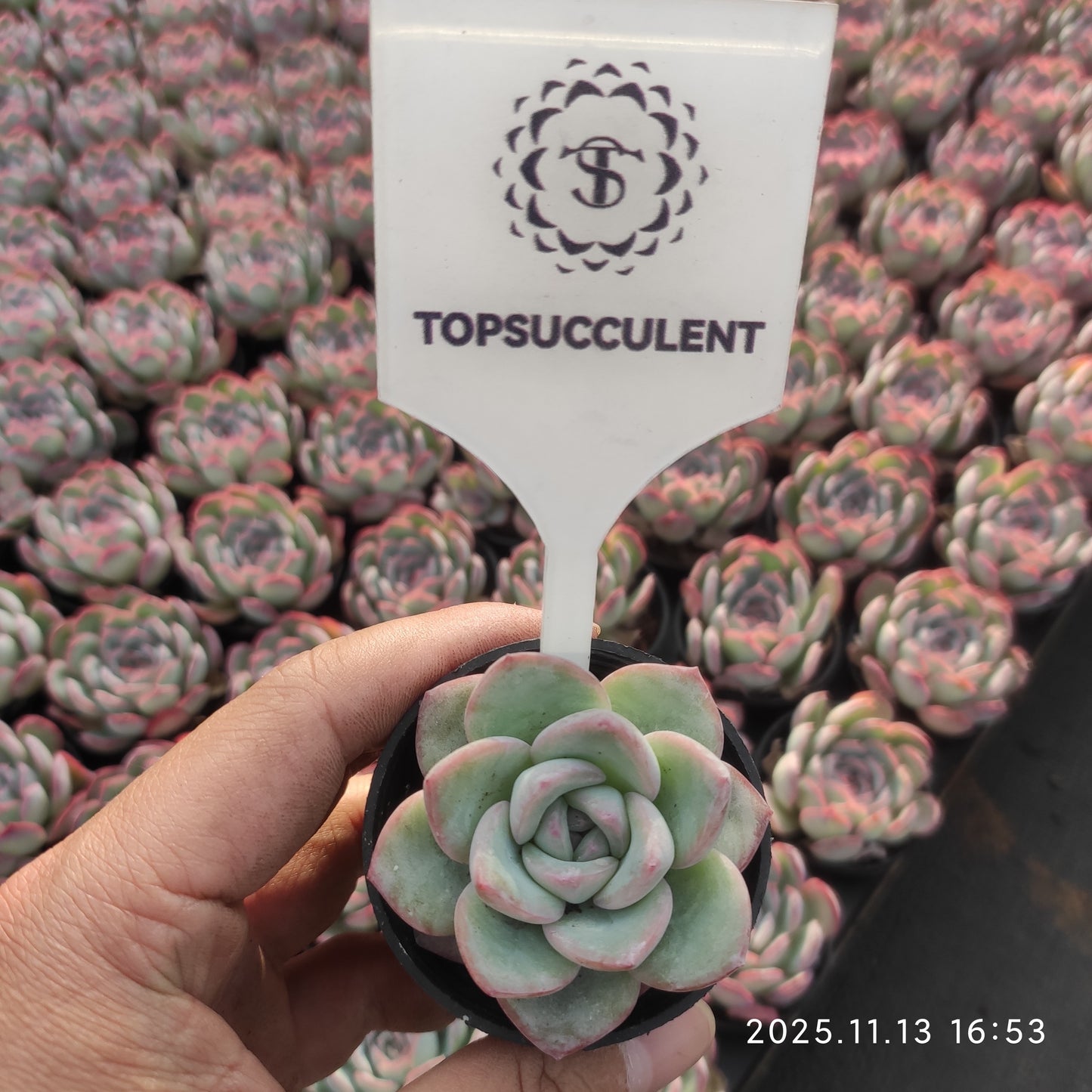 9010 Echeveria Amabille (5.5cm pot size)