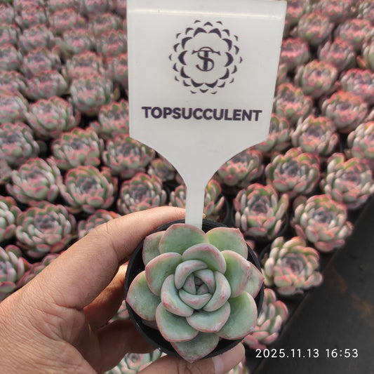 9010 Echeveria Amabille (5.5cm pot size)