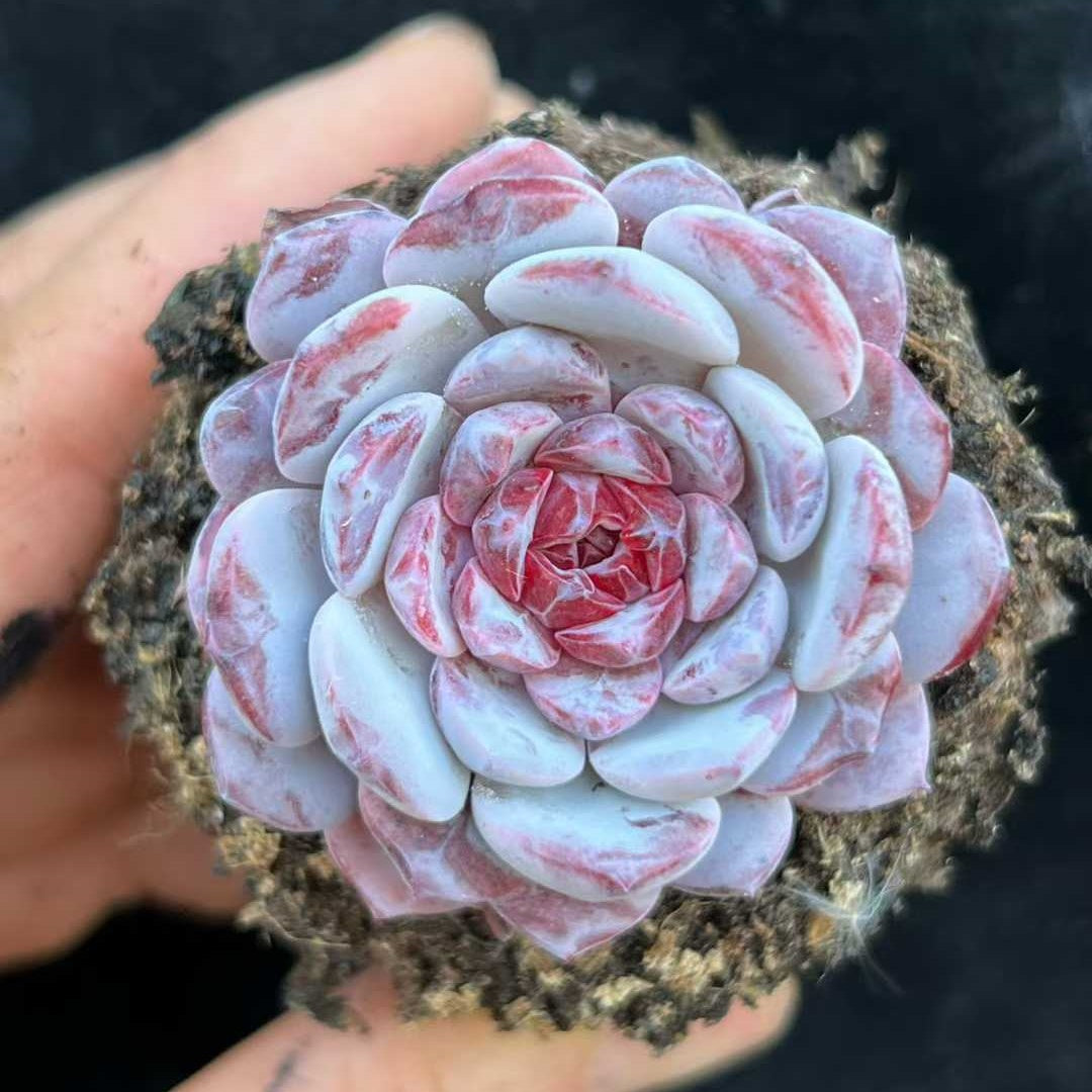 23990 Echeveria Laui x Lafite (7cm pot size)